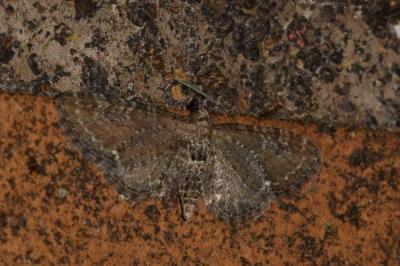 <i>Eupithecia vulgata</i>