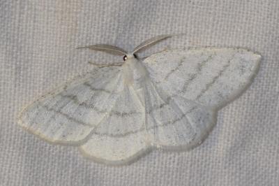 <i>Cabera pusaria</i>
