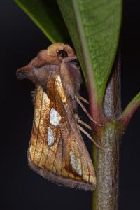 <i>Plusia festucae</i>