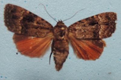 <i>Amphipyra pyramidea</i>