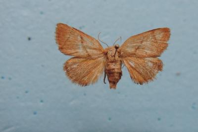 <i>Apoda limacodes</i>