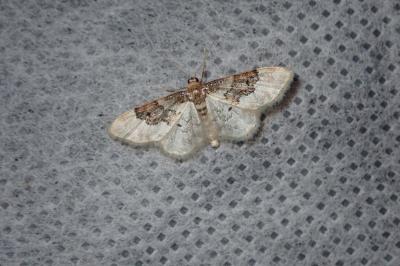 <i>Idaea rusticata</i>