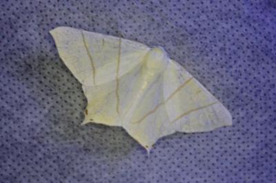 <i>Ourapteryx sambucaria</i>