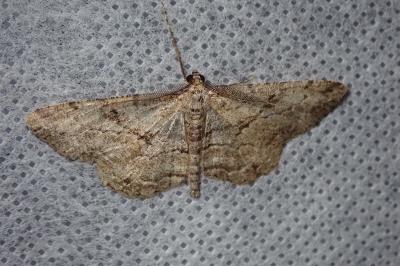 <i>Peribatodes rhomboidaria</i>