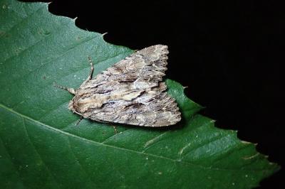 <i>Apamea monoglypha</i>