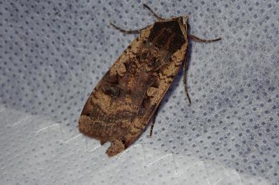 <i>Noctua pronuba</i>