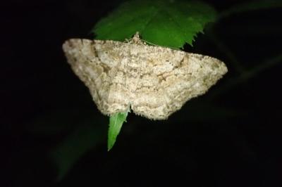 <i>Peribatodes rhomboidaria</i>