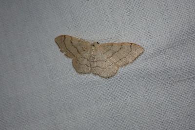 <i>Idaea aversata</i>