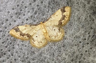 <i>Idaea trigeminata</i>