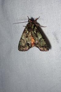 <i>Polyphaenis sericata</i>