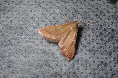 <i>Endotricha flammealis</i>