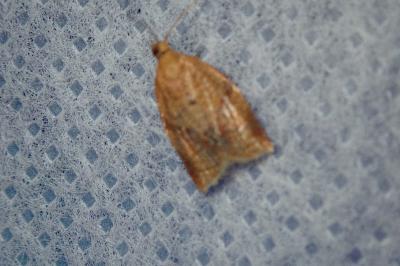 <i>Clepsis consimilana</i>