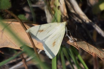 <i>Sitochroa palealis</i>