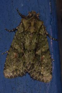<i>Dryobotodes eremita</i>