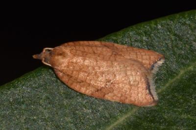 <i>Acleris rhombana</i>