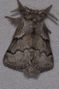 Trichiura crataegi