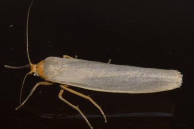 <i>Eilema caniola</i>