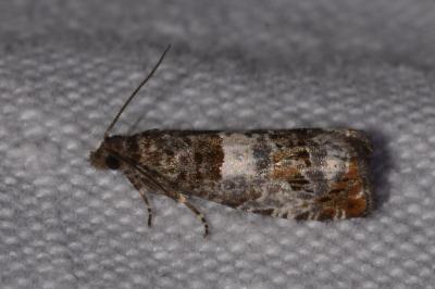 <i>Notocelia trimaculana</i>