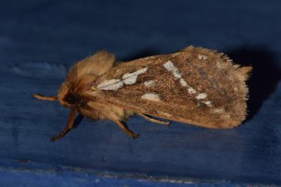 <i>Korscheltellus lupulinus</i>