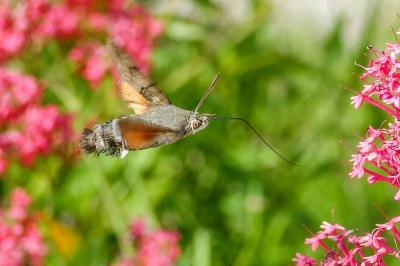 <i>Macroglossum stellatarum</i>