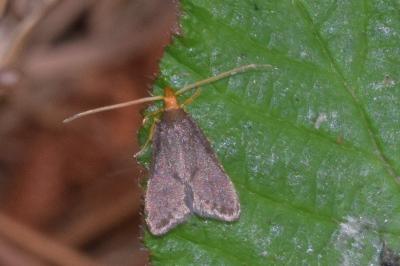 <i>Eurodachtha pallicornella</i>