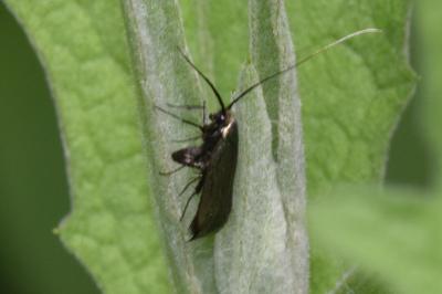 <i>Adela reaumurella</i>