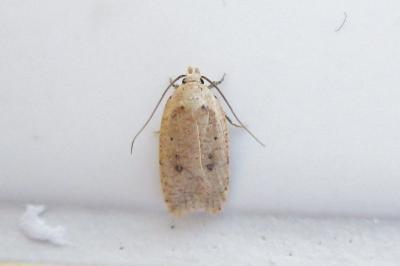 <i>Agonopterix irrorata</i>