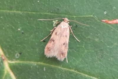 <i>Borkhausenia nefrax</i>