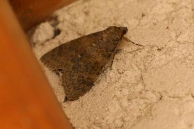 <i>Catocala elocata</i>