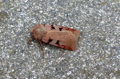 <i>Eugnorisma glareosa</i>
