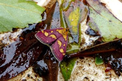 <i>Pyrausta purpuralis</i>