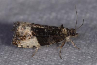 <i>Hedya pruniana</i>
