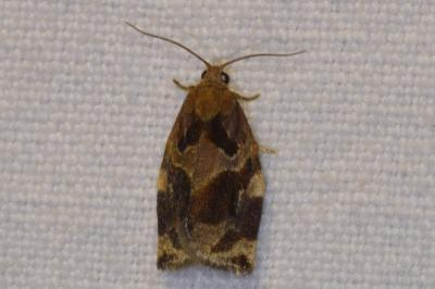 <i>Archips xylosteana</i>