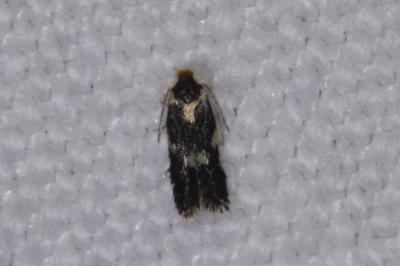 <i>Ectoedemia</i>