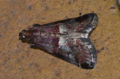 <i>Acrobasis marmorea</i>
