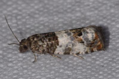 <i>Notocelia trimaculana</i>