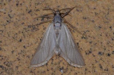 <i>Acentria ephemerella</i>