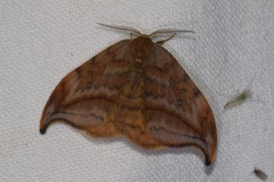 <i>Drepana curvatula</i>
