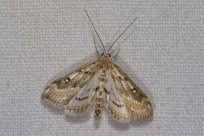 <i>Parapoynx stratiotata</i>
