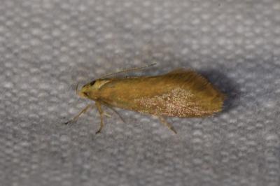 <i>Crassa tinctella</i>
