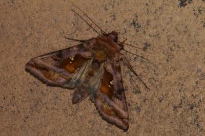 <i>Autographa jota</i>
