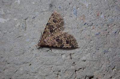 <i>Alucita hexadactyla</i>