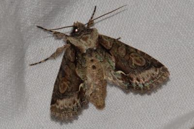 <i>Allophyes oxyacanthae</i>