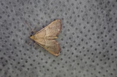 <i>Endotricha flammealis</i>