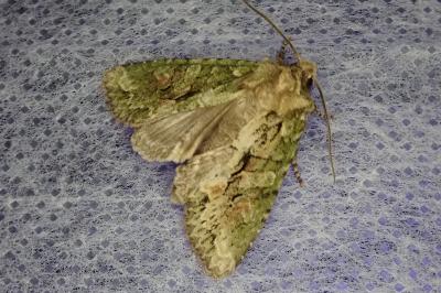 <i>Dryobotodes eremita</i>