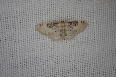 <i>Idaea filicata</i>