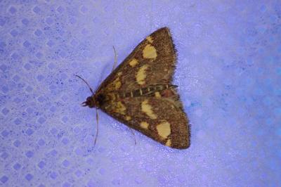 <i>Pyrausta purpuralis</i>