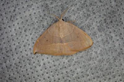 <i>Watsonalla binaria/uncinula</i>