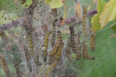 <i>Yponomeuta padella</i>