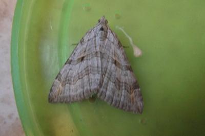 <i>Aplocera efformata</i>